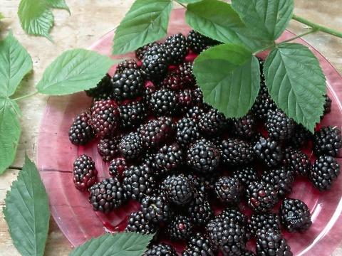 黑莓水果出口报关|南京海关助力黑莓首次出口顺利通关