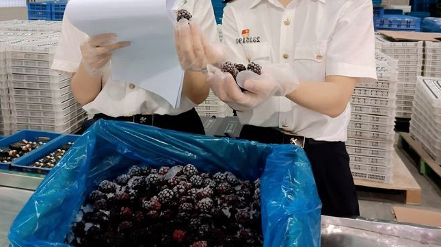 「冰冻黑莓进出口代理报关」扬州冰冻黑莓首次出口到国外,带动了村民的致富之路